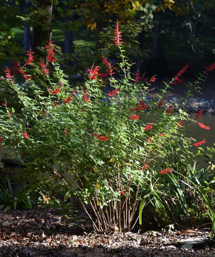 A growing pineapple sage shrub with red flower spikes.