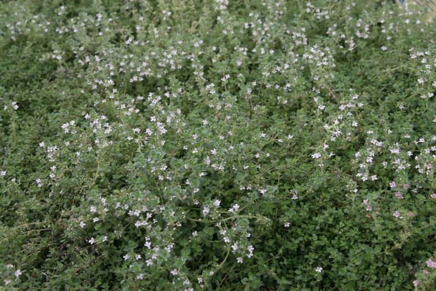 A spreading mat of Pink Chintz thyme with pale pink flowers.