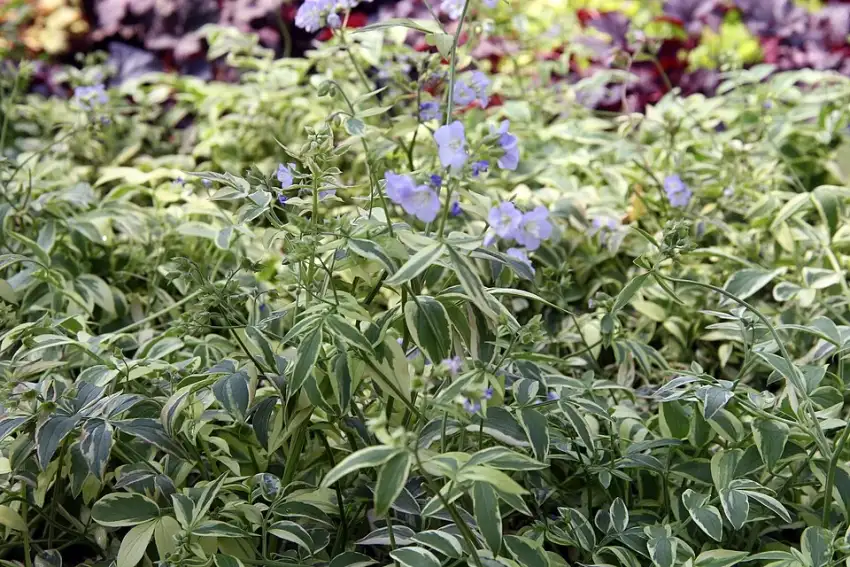 Stairway to Heaven Jacob’s ladder showing its variegated foliage and pale blue flowers.