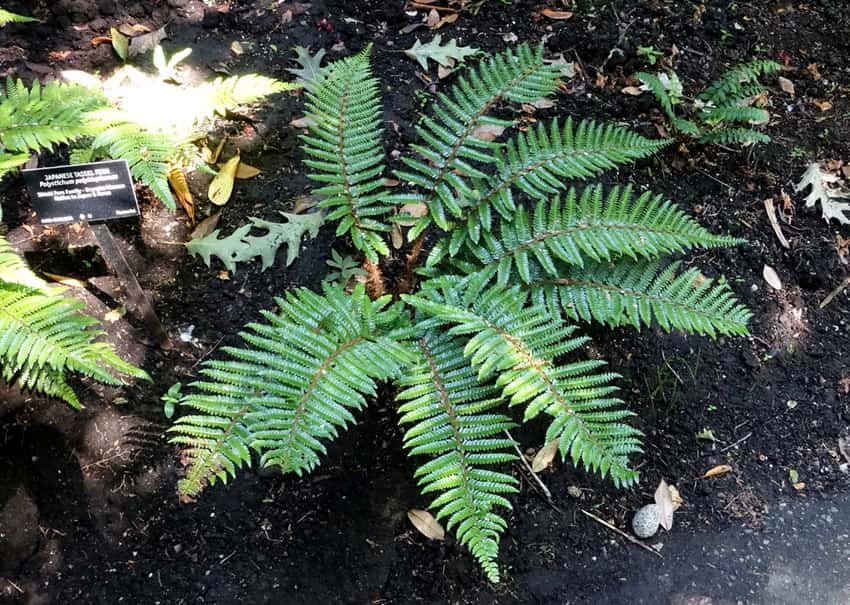 Arching divided green fronds of Japanese tassel fern in a garden bed.