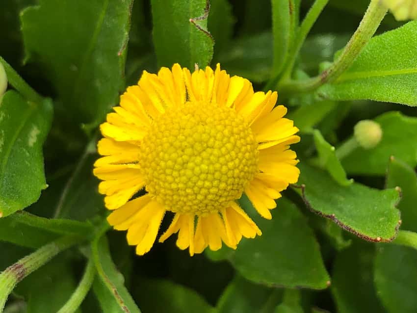 Bright yellow Sombrero sneezeweed flower against green foliage.