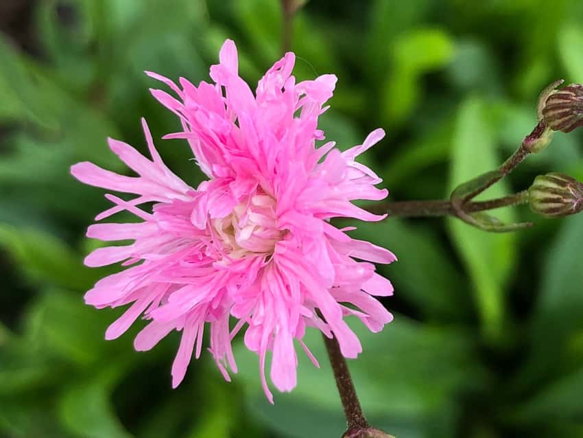 Double pink Petite Jenny ragged robin flower with finely fringed petals.