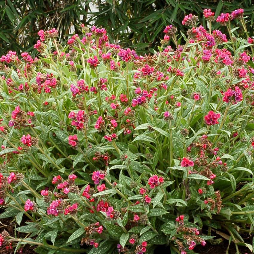 Raspberry-pink Pulmonaria flowers above long silver-spotted leaves.