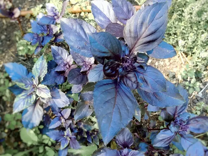 Purple basil showing its richly colored leaves.