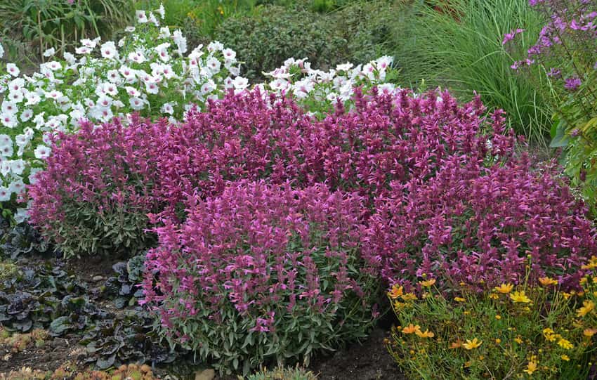Rosie Posie Anise Hyssop Agastache hybrid in bloom