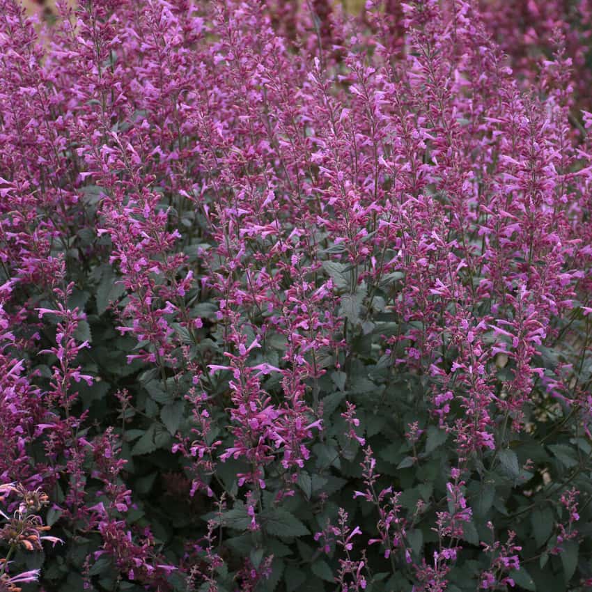 Meant to Bee® 'Royal Raspberry' Anise Hyssop Agastache hybrid in bloom