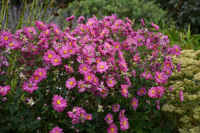 Fall in Love® 'Sweetly' Japanese Anemone Anemone hybrid in bloom