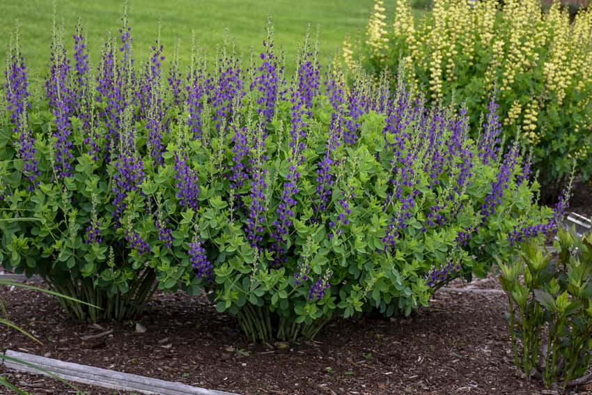Decadence® 'Sparkling Sapphires' False Indigo Baptisia hybrid in bloom