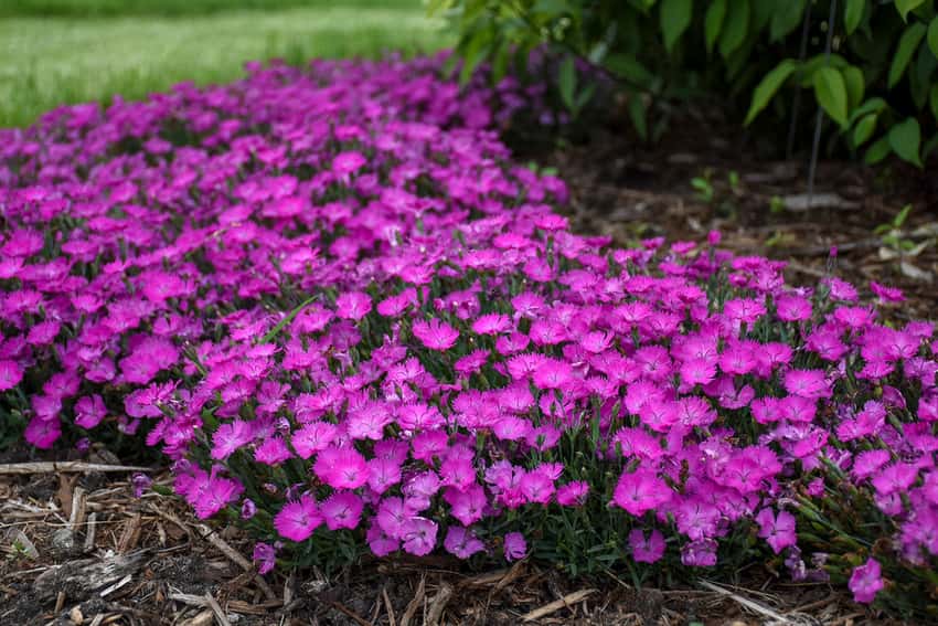 'Paint the Town Fuchsia' Pinks Dianthus hybrid in bloom