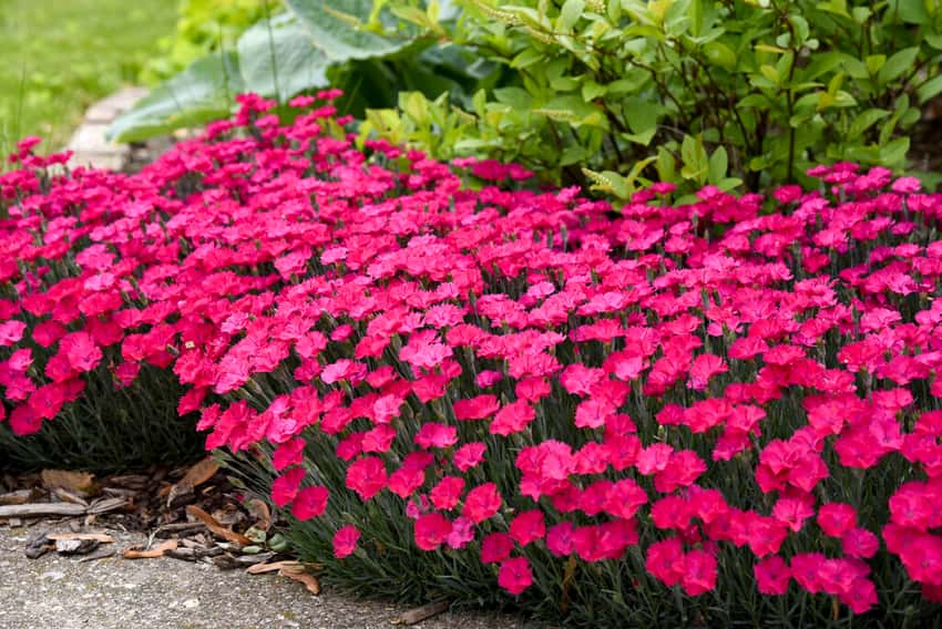 'Paint the Town Magenta' Pinks Dianthus hybrid in bloom
