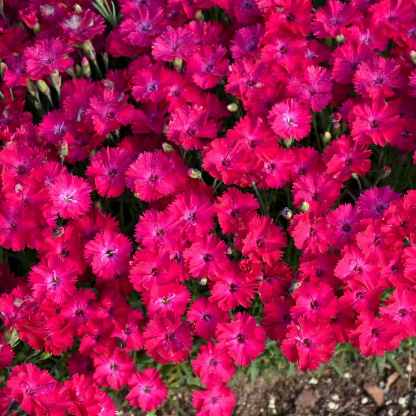 'Paint the Town Red' Pinks Dianthus hybrid in bloom