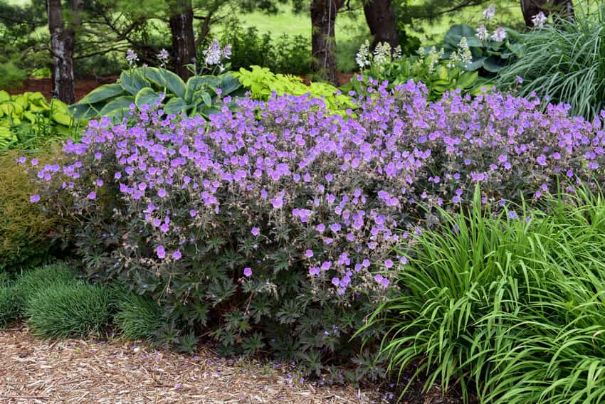 'Boom Chocolatta' Hardy Geranium, Cranesbill Geranium pratense in bloom