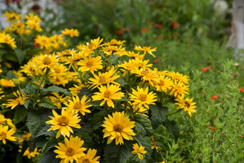 Tuscan Gold™ False Sunflower Heliopsis helianthoides in bloom