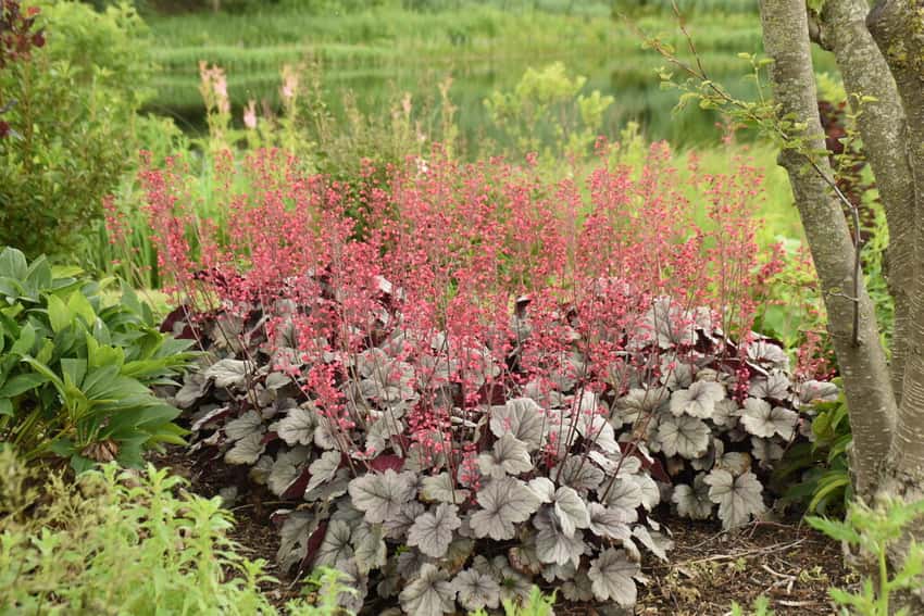 Dolce® 'Silver Gumdrop' Coral Bells Heuchera hybrid shown in the official Proven Winners cultivar photograph