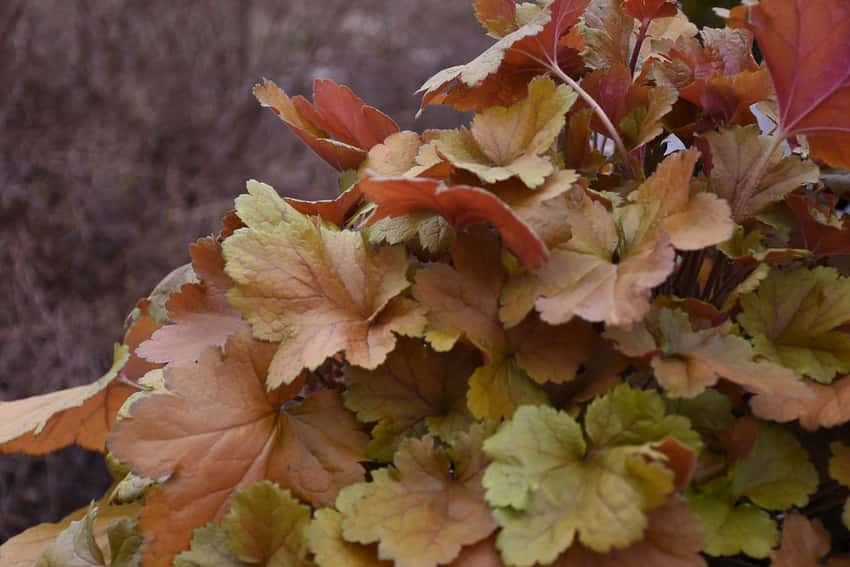 Dolce® 'Toffee Tart' Coral Bells Heuchera hybrid shown in the official Proven Winners cultivar photograph