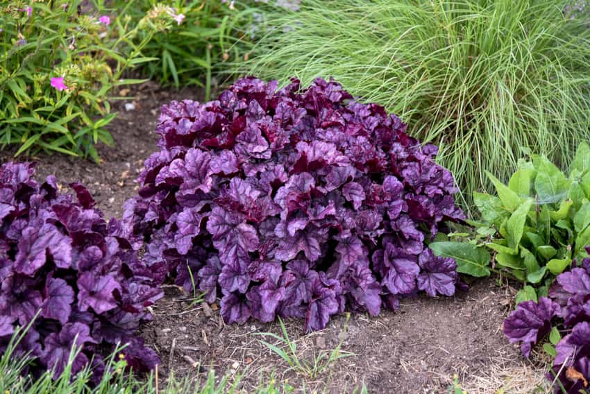 Dolce® 'Wildberry' Coral Bells Heuchera hybrid shown in the official Proven Winners cultivar photograph