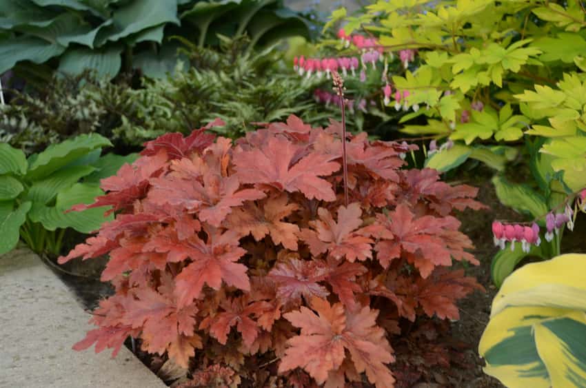 Fun and Games® 'Hopscotch' Foamy Bells Heucherella hybrid shown in the official Proven Winners cultivar photograph