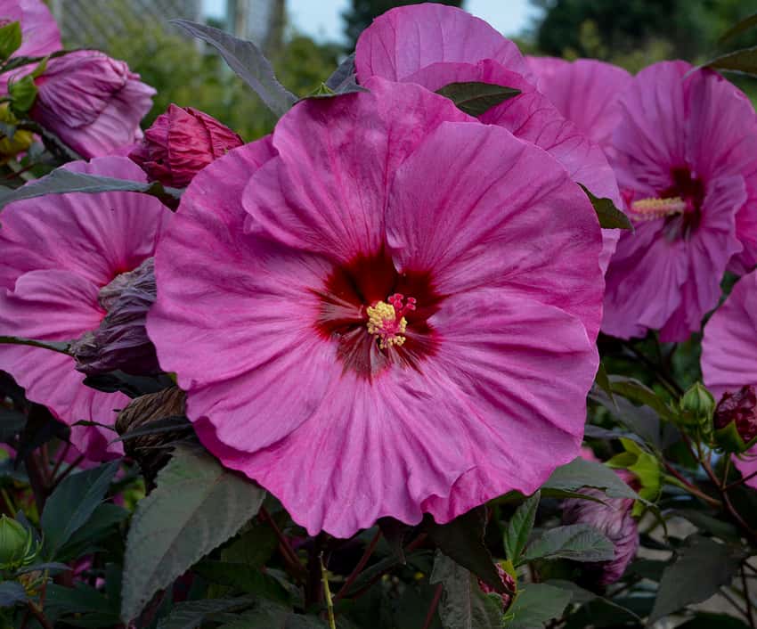 Summerific® 'Berry Awesome' Rose Mallow Hibiscus hybrid shown in the official Proven Winners cultivar photograph