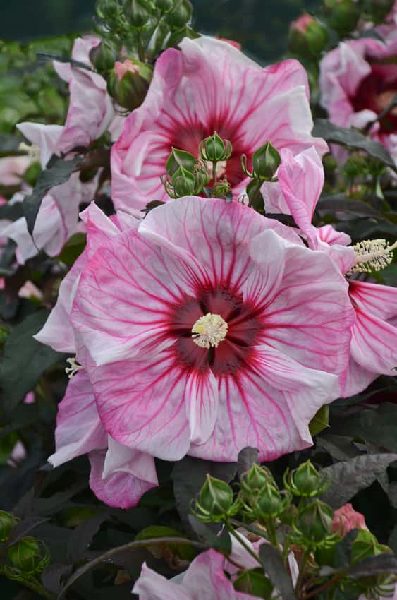 Summerific® 'Cherry Choco Latte' Rose Mallow Hibiscus hybrid shown in the official Proven Winners cultivar photograph