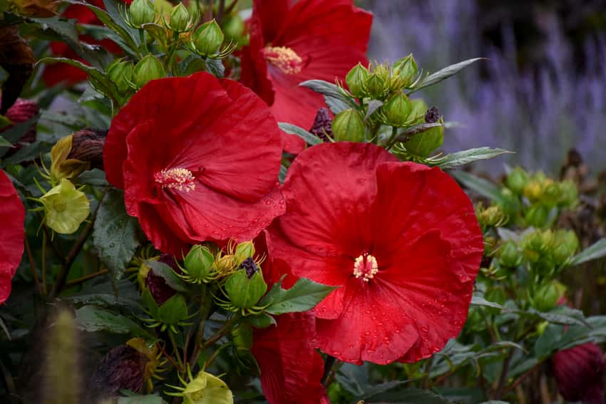 Summerific® 'Cranberry Crush' Rose Mallow Hibiscus hybrid shown in the official Proven Winners cultivar photograph