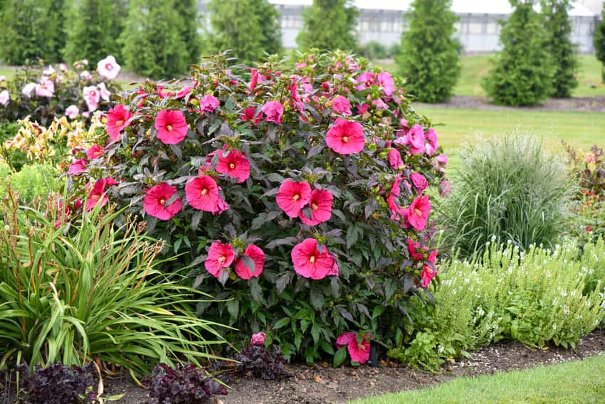 Summerific® 'Evening Rose' Rose Mallow Hibiscus hybrid shown in the official Proven Winners cultivar photograph