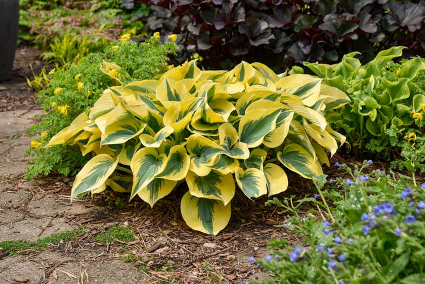 Shadowland® 'Autumn Frost' Hosta hybrid shown in the official Proven Winners cultivar photograph