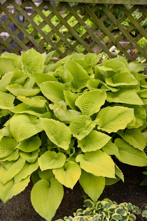 Shadowland® Giant 'Coast to Coast' Hosta hybrid shown in the official Proven Winners cultivar photograph
