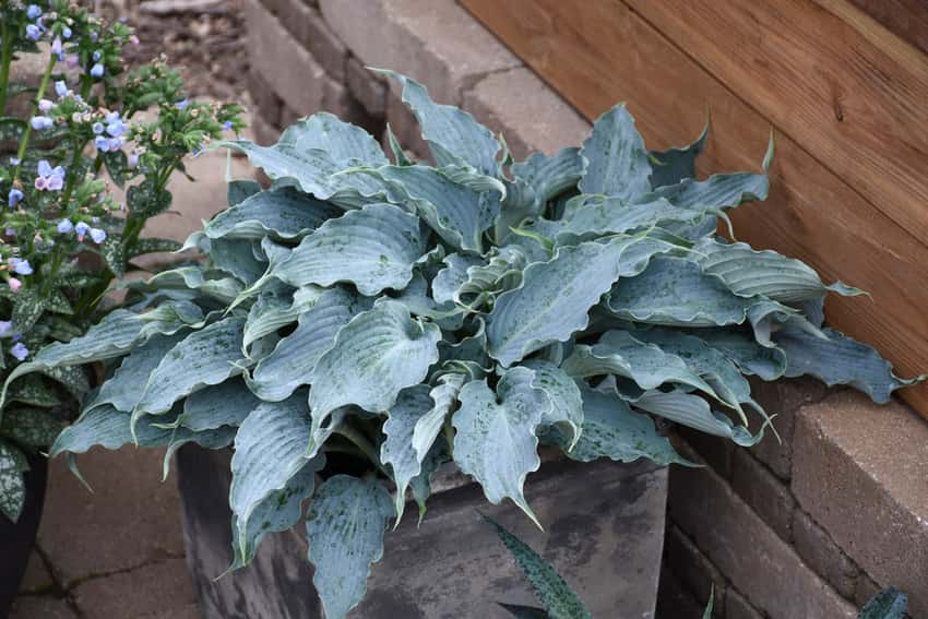 Shadowland® 'Waterslide' Hosta hybrid shown in the official Proven Winners cultivar photograph