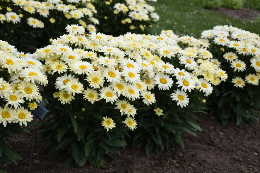 Amazing Daisies® 'Banana Cream II' Shasta Daisy Leucanthemum superbum in bloom