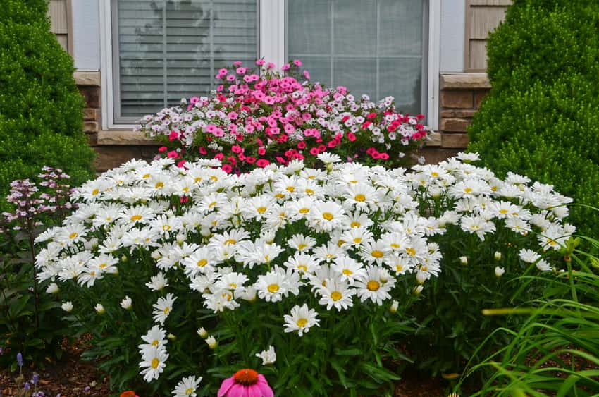 Amazing Daisies® Daisy May® Shasta Daisy Leucanthemum superbum in bloom