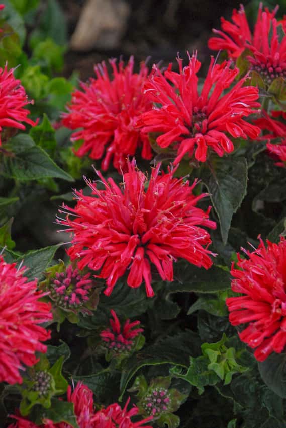 'Pardon My Cerise' Bee Balm Monarda didyma in bloom