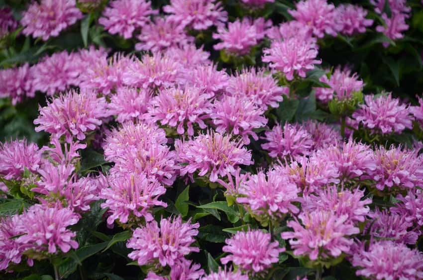 'Pardon My Lavender' Bee Balm Monarda didyma in bloom
