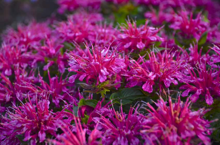 'Pardon My Purple' Bee Balm Monarda didyma in bloom