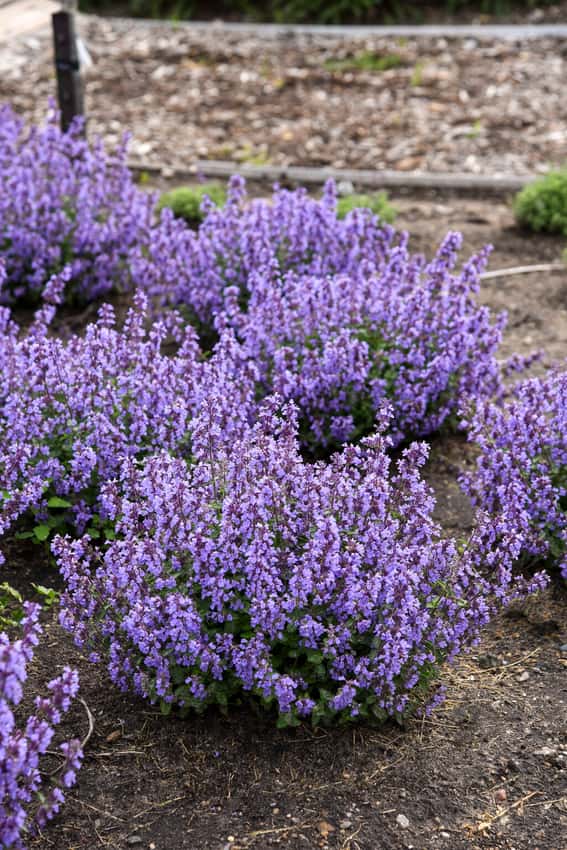'Cat's Pajamas' Catmint Nepeta hybrid shown in the official Proven Winners cultivar photograph