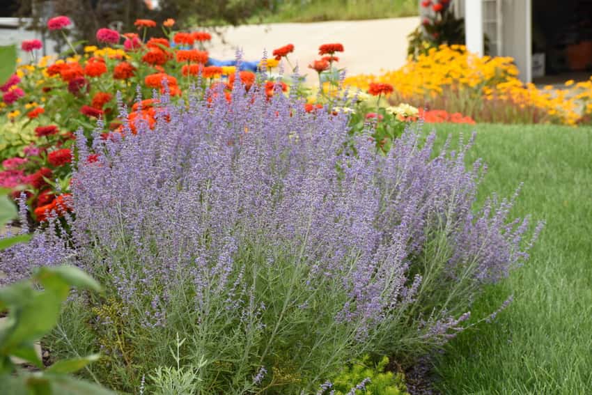 'Denim 'n Lace' Russian Sage Perovskia atriplicifolia in bloom