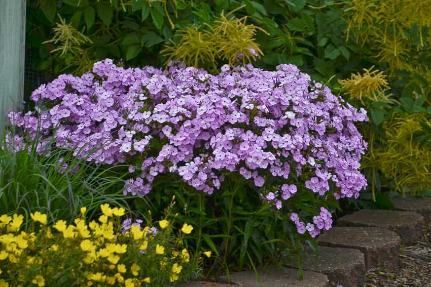 'Opening Act Blush' Phlox hybrid in bloom