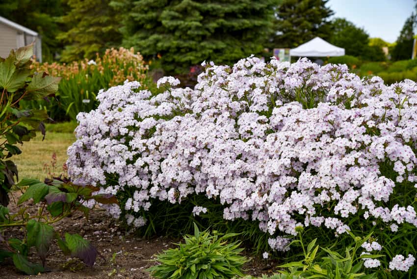 'Opening Act Pink-a-Dot' Hybrid Phlox Phlox hybrid in bloom