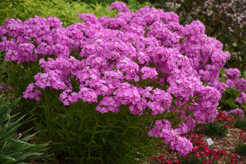 'Opening Act Ultrapink' Hybrid Phlox Phlox hybrid in bloom