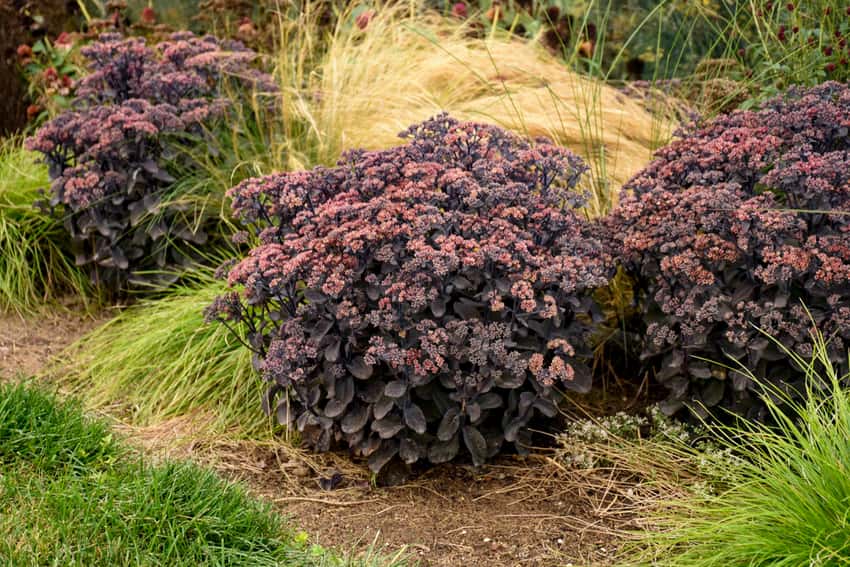 Rock 'N Grow® 'Back in Black' Stonecrop Sedum hybrid in bloom