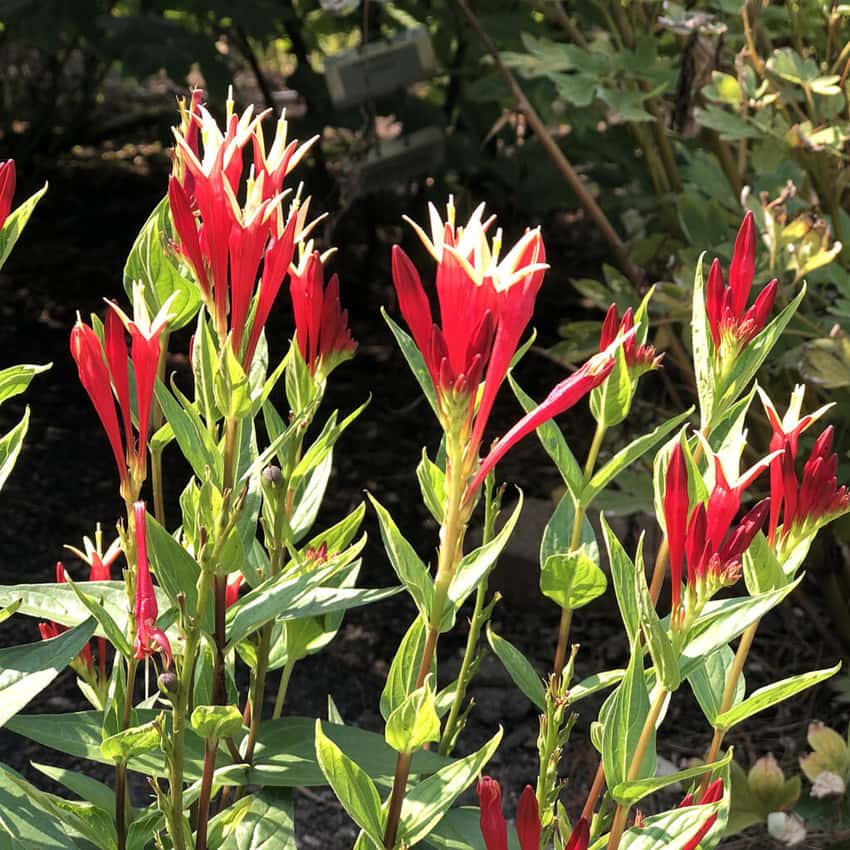 Little Redhead Indian Pink Spigelia marilandica in bloom