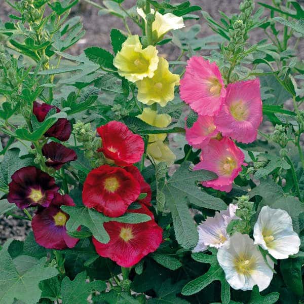 Las Vegas fig-leaf hollyhock
