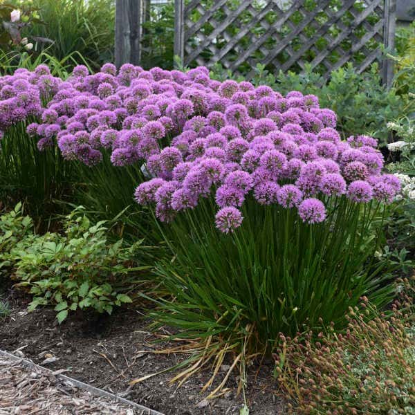 Millenium ornamental onion