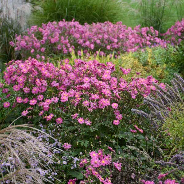 Curtain Call Deep Rose Japanese anemone
