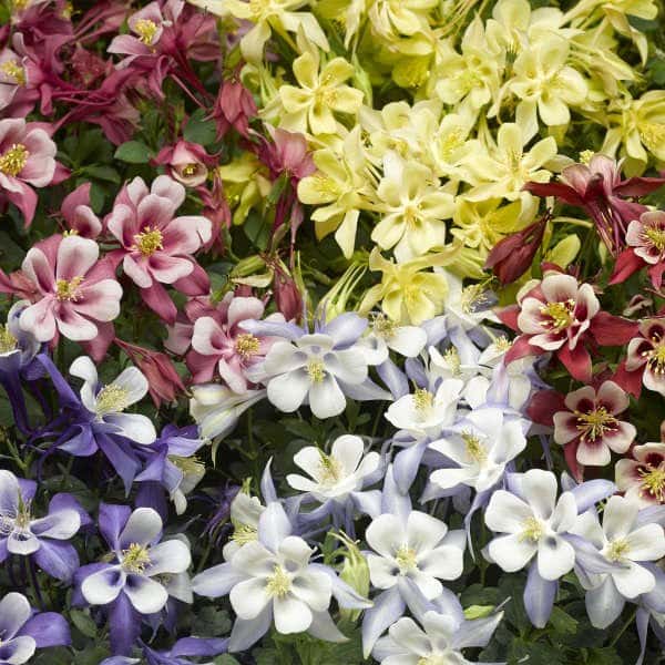 Kirigami mixed columbine