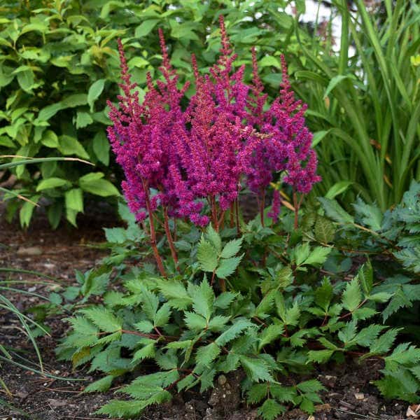 Vision in Red Chinese astilbe
