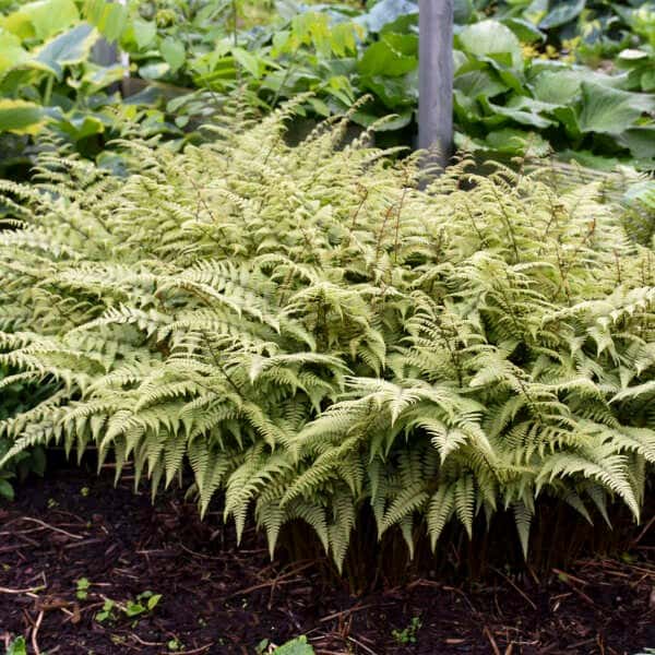 Ghost fern