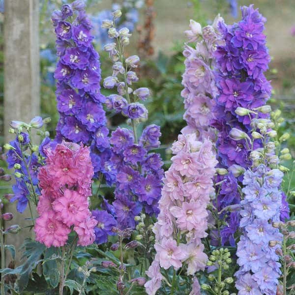 New Zealand Mini Stars delphinium