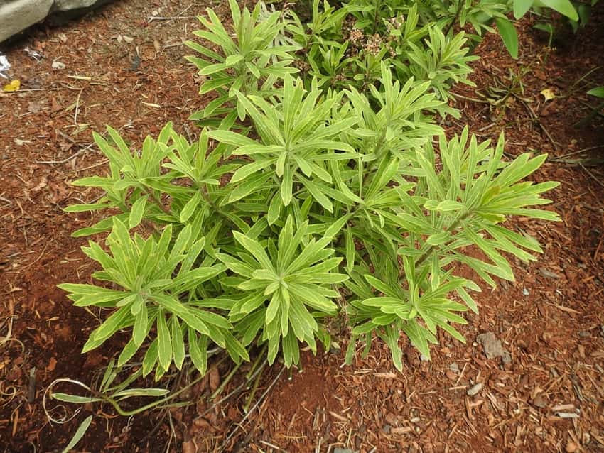 Ascot Rainbow spurge, Euphorbia x martini 'Ascot Rainbow'