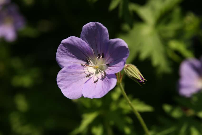 Brookside cranesbill (Geranium 'Brookside')