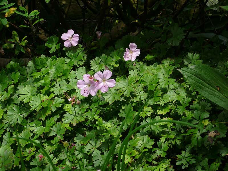 Pink Geranium dalmaticum flowers and foliage; species-only photograph.